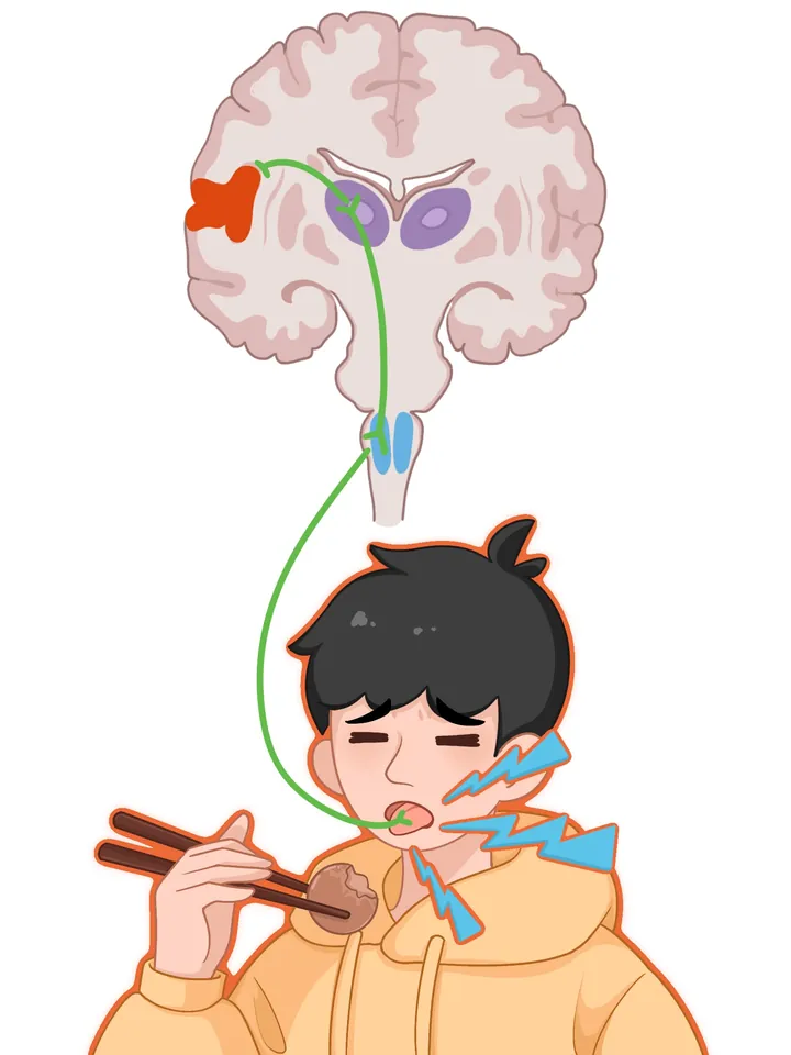 Anatomie · Hippocampus