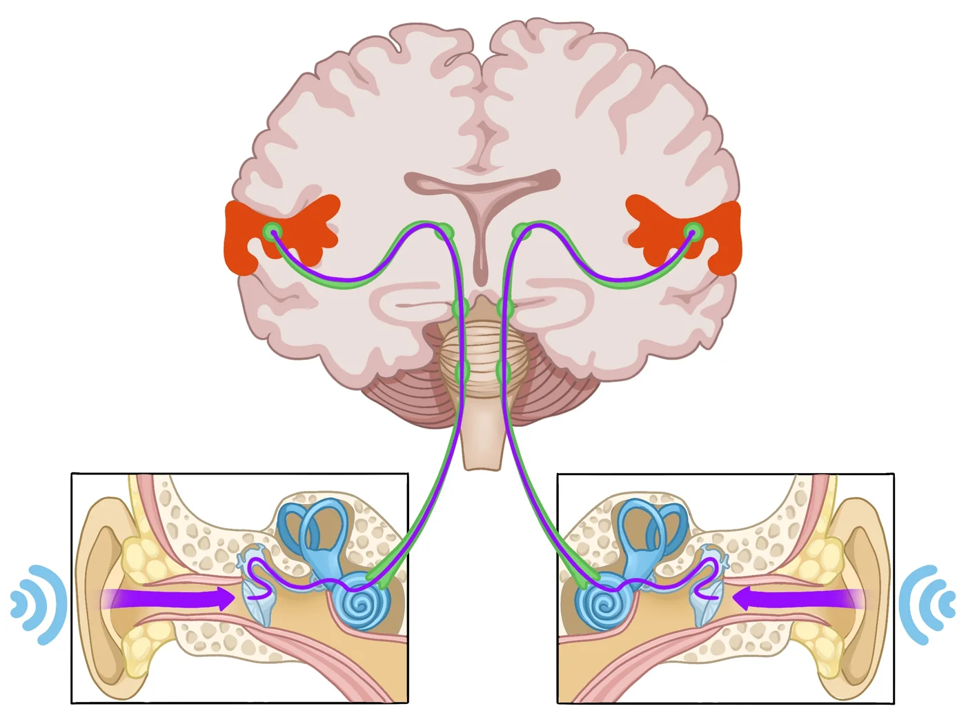 Auditory pathway illustrations