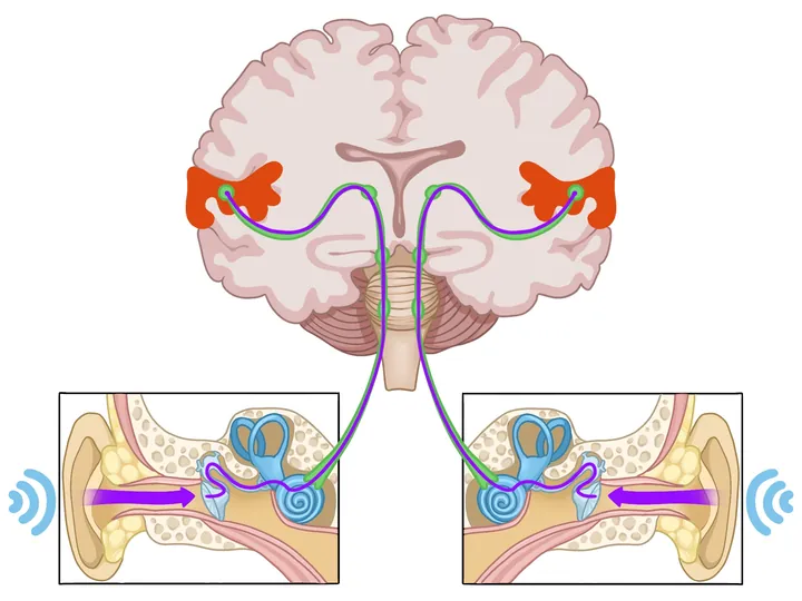 Auditory pathway illustrations