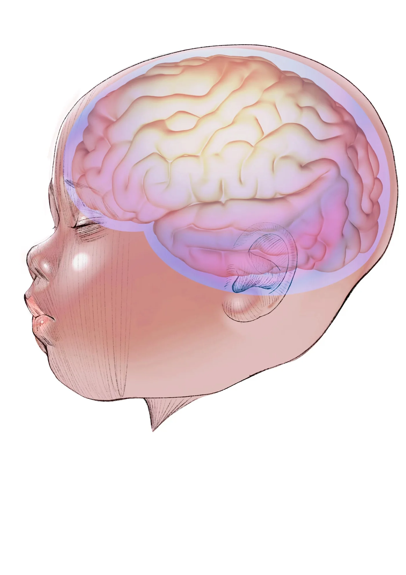 Infant brain and respiratory development illustrations