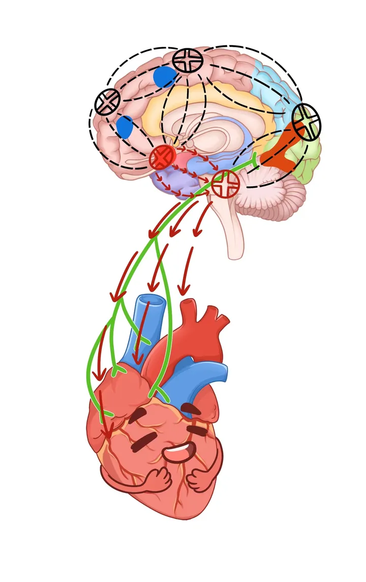Brain–heart dialogue · version with dashed arrows