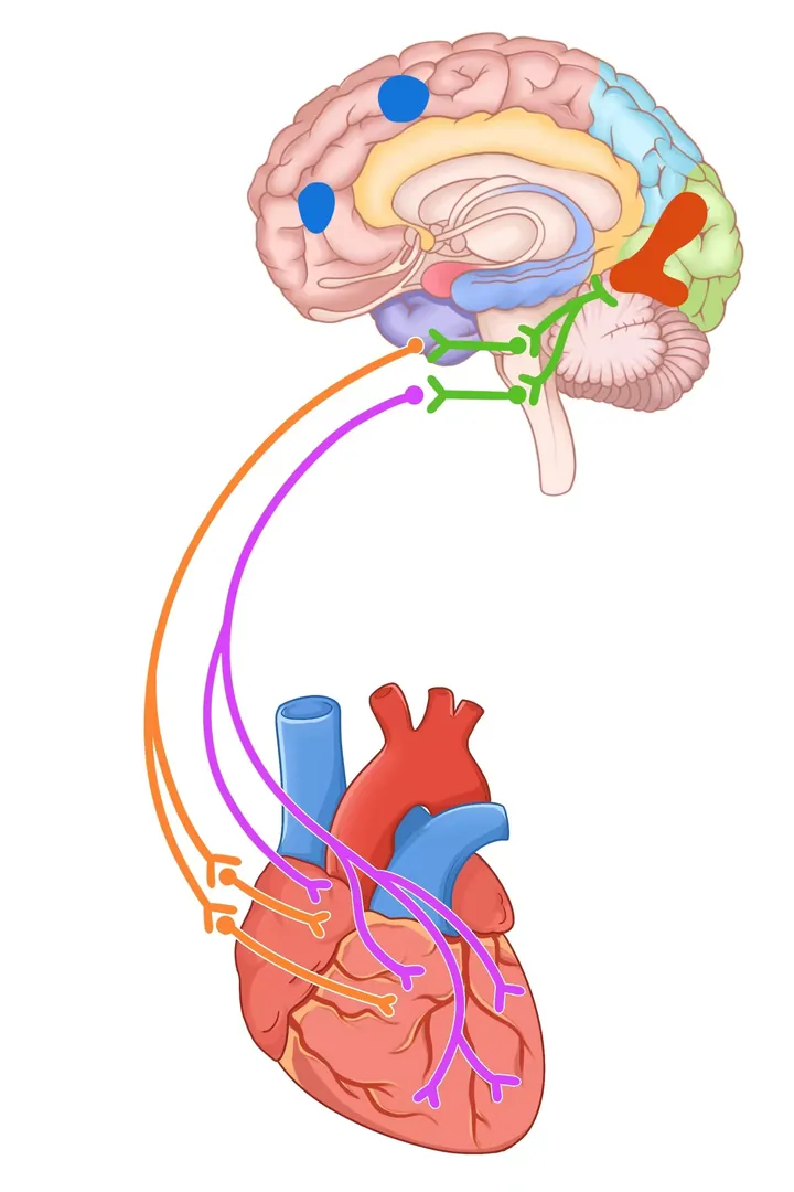 Emotion & brain · another composition