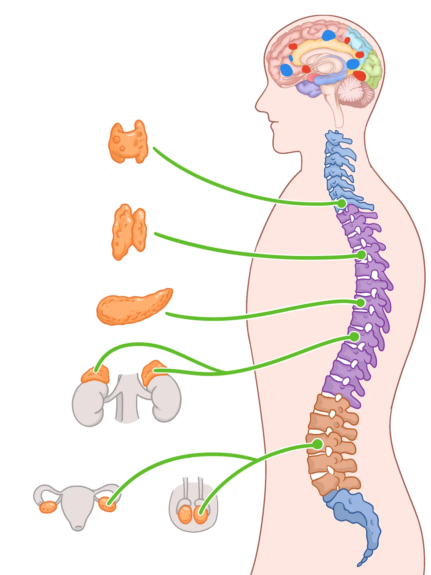 Nervous system and visceral anatomy set