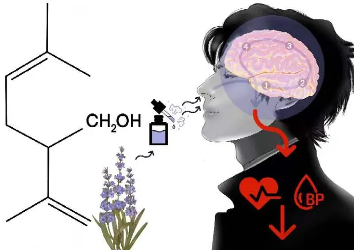 Smell and molecule vignette