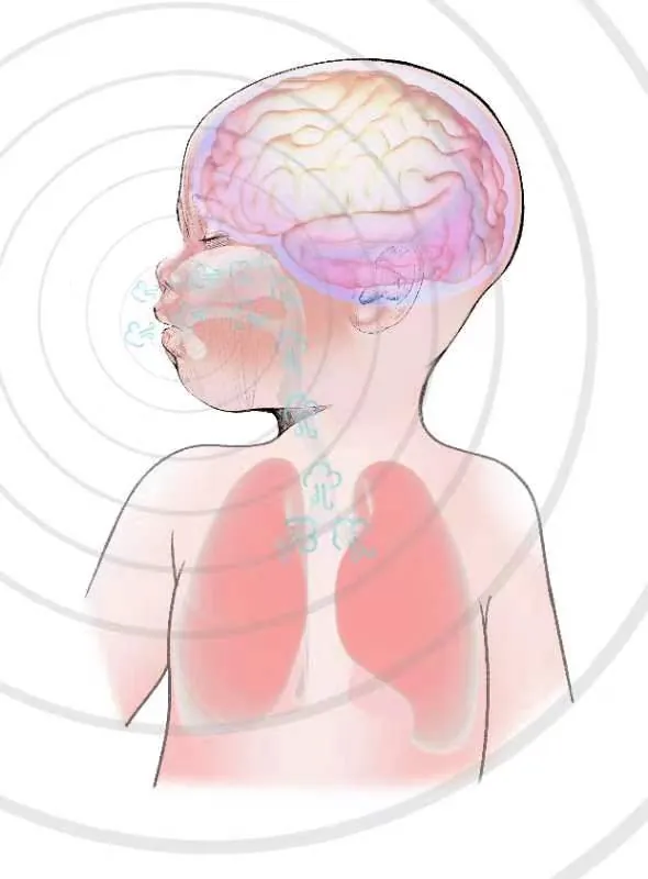 嬰兒腦與呼吸發育插畫 · 小尺寸版