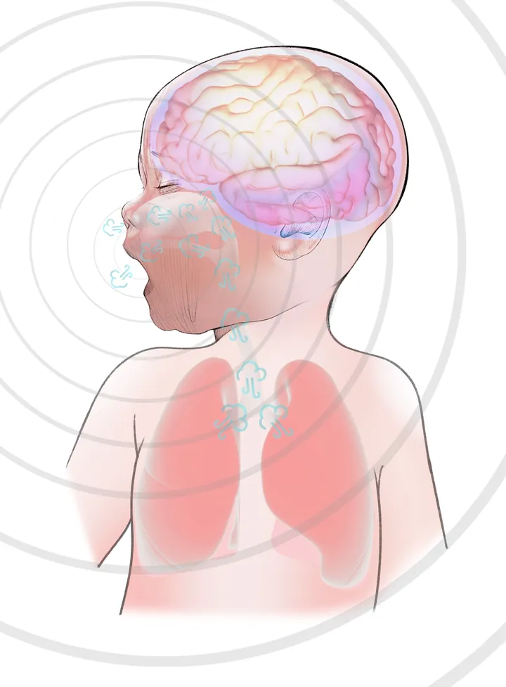 嬰兒腦與呼吸發育插畫 · 組合大圖